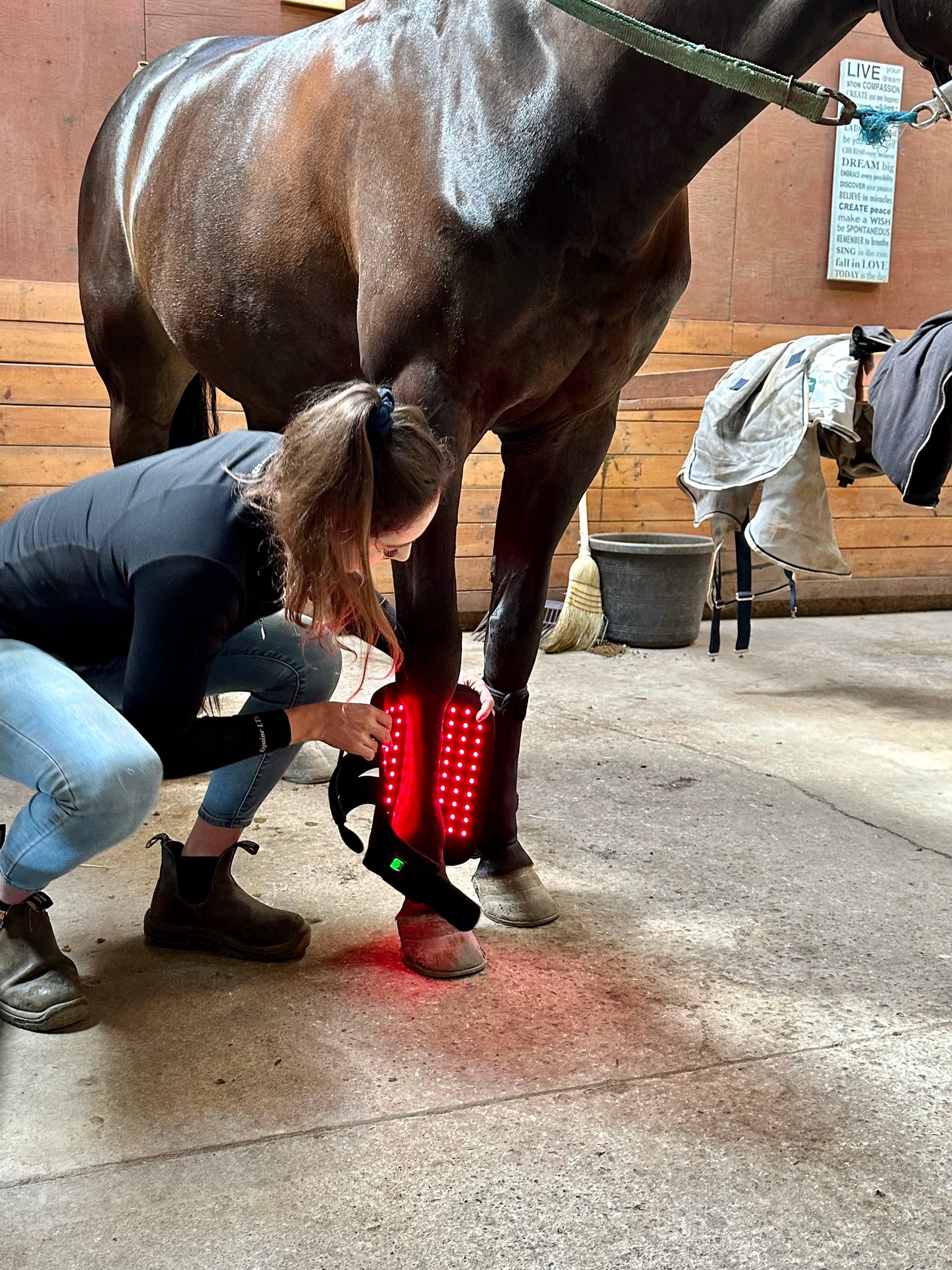 Horse Red Light Leg Wrap